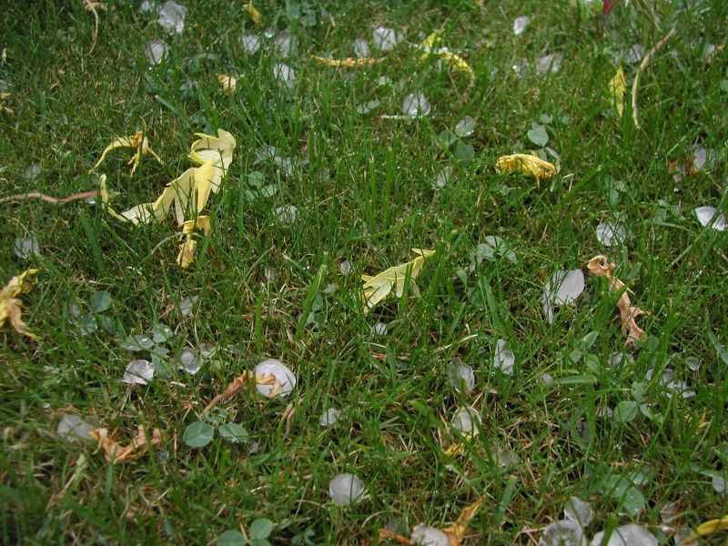 Hagelkörner im Vorgarten