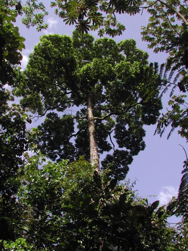 Krone eines Urwaldbaums