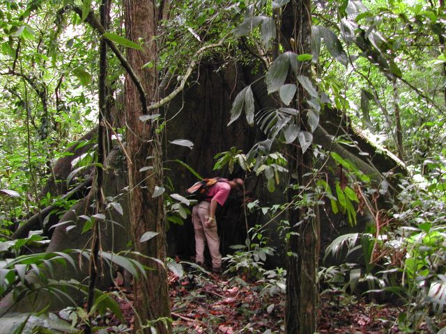Christoph am Fuß eines Urwaldriesens