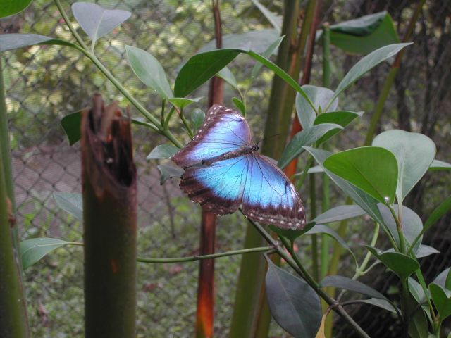 Morpheus-Schmetterling