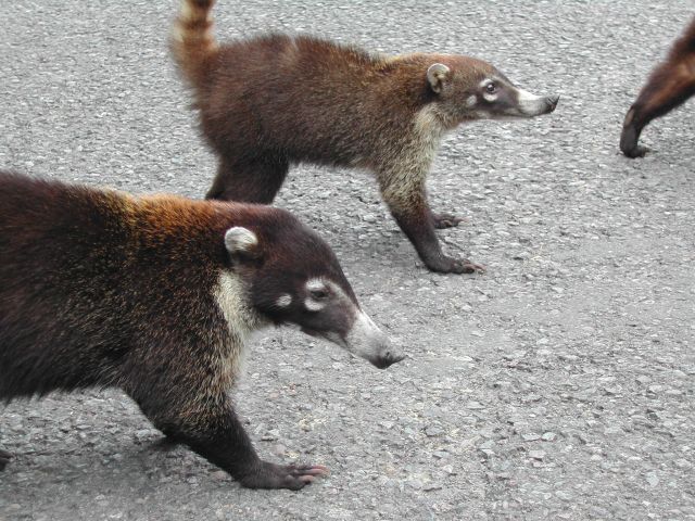 Nasenbären am Straßenrand