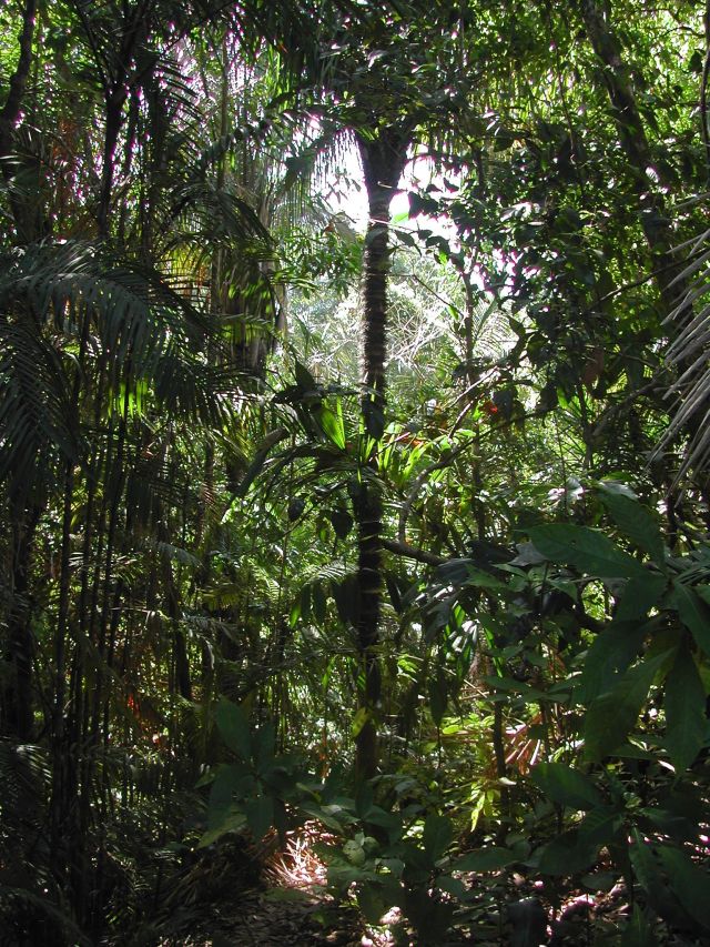 Palmen im Küstenregenwald