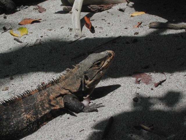 Leguan am Strand