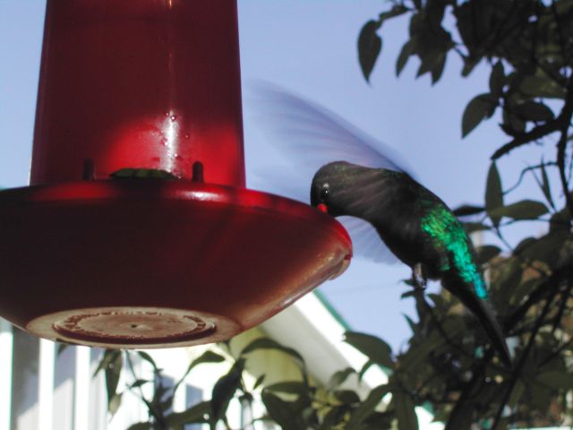 Kolibri am Futterspender