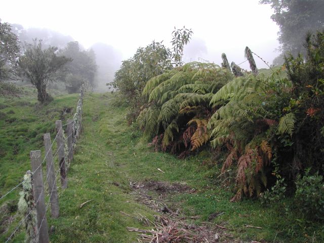 Farne am Wegerand bei Quetzaljagd